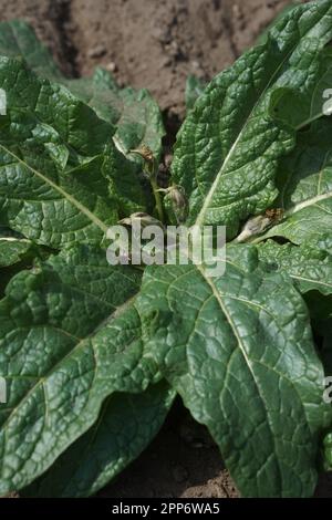 AlrauneMandrake im Kräutergarten Stockfoto