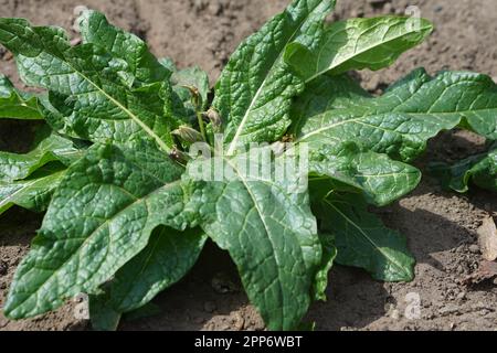 AlrauneMandrake im Kräutergarten Stockfoto