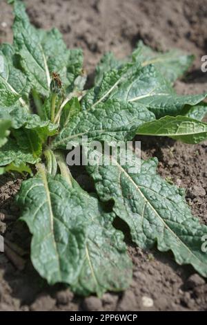 AlrauneMandrake im Kräutergarten Stockfoto