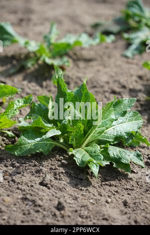 AlrauneMandrake im Kräutergarten Stockfoto