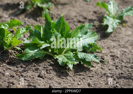 AlrauneMandrake im Kräutergarten Stockfoto