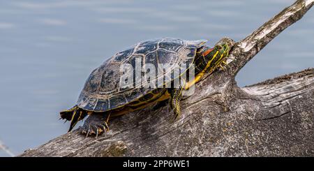 Eine Rotohr-Gleitschildkröte, die sich in der Sonne auf einem toten Ast sonnt Stockfoto