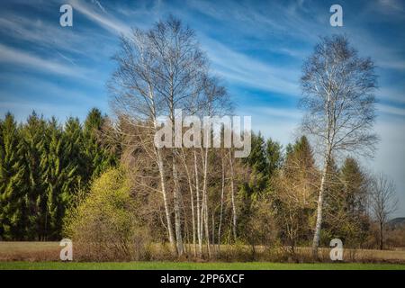 DE - BAYERN: Gruppe von Bäumen im Kochel-Loisach Moor bei Benediktbeuern Stockfoto