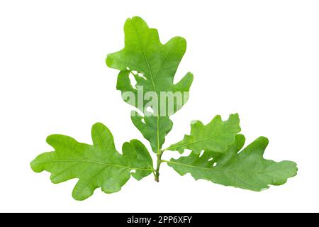 Zweig grüner Eichenblätter isoliert auf weißem Hintergrund. Datei enthält Beschneidungspfad Stockfoto