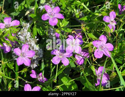 Geranium wächst in der Wildnis Stockfoto