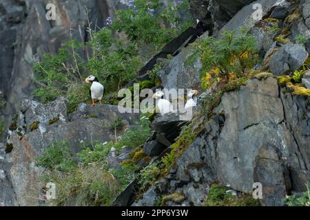 Papageientaucher auf einem felsigen Felsen am Emerald Cove im Kenai Fjords-Nationalpark in der Nähe von Seward, Alaska. Papageientaucher gibt es nur an Land, wenn sie in Kolonien nisten und den Rest ihres Lebens auf offener See verbringen. Stockfoto