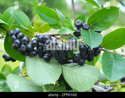 Zweig der Kakaobeere (Aronia melanocarpa) mit reifen schwarzen Beeren Stockfoto