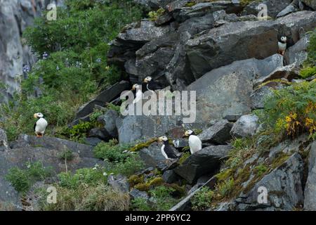 Papageientaucher auf einem felsigen Felsen am Emerald Cove im Kenai Fjords-Nationalpark in der Nähe von Seward, Alaska. Papageientaucher gibt es nur an Land, wenn sie in Kolonien nisten und den Rest ihres Lebens auf offener See verbringen. Stockfoto