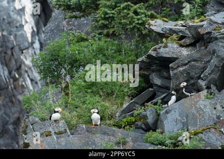 Papageientaucher auf einem felsigen Felsen am Emerald Cove im Kenai Fjords-Nationalpark in der Nähe von Seward, Alaska. Papageientaucher gibt es nur an Land, wenn sie in Kolonien nisten und den Rest ihres Lebens auf offener See verbringen. Stockfoto