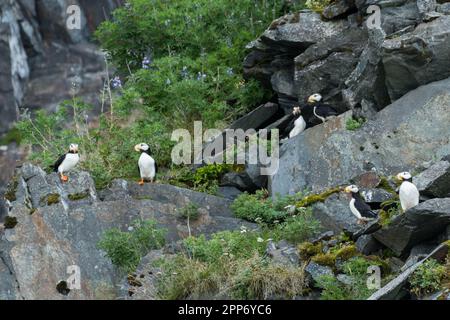 Papageientaucher auf einem felsigen Felsen am Emerald Cove im Kenai Fjords-Nationalpark in der Nähe von Seward, Alaska. Papageientaucher gibt es nur an Land, wenn sie in Kolonien nisten und den Rest ihres Lebens auf offener See verbringen. Stockfoto