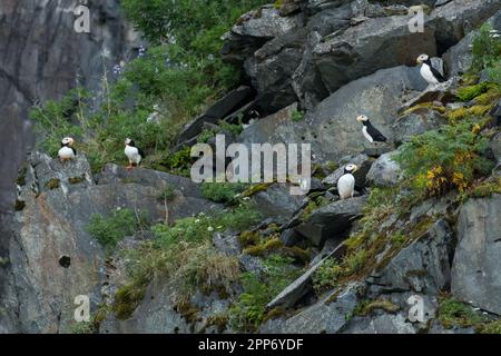 Papageientaucher auf einem felsigen Felsen am Emerald Cove im Kenai Fjords-Nationalpark in der Nähe von Seward, Alaska. Papageientaucher gibt es nur an Land, wenn sie in Kolonien nisten und den Rest ihres Lebens auf offener See verbringen. Stockfoto