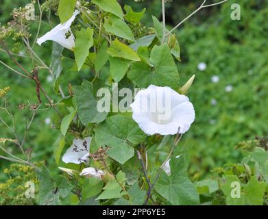 Die Pflanze, die Calystegia sepium bindet, wächst in freier Wildbahn Stockfoto