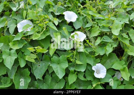 Die Pflanze, die Calystegia sepium bindet, wächst in freier Wildbahn Stockfoto