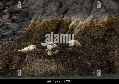 Seehunde genießen die Sommersonne an einem Flur entlang einer felsigen Insel im Kenai Fjords National Park in der Nähe von Seward, Alaska. Stockfoto