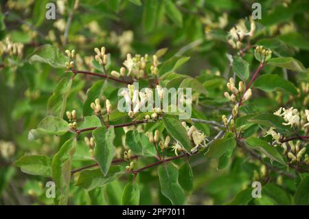 Geißblatt (Lonicera) blüht im Frühling in der Natur Stockfoto