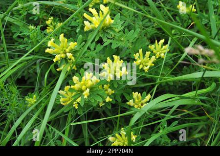 Im Frühling (Chamaecytisus ruthenicus) blüht in freier Wildbahn Stockfoto