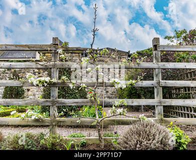 Dunbar's Close Garden, Edinburgh, Schottland, Großbritannien, ist ein blühender Apfelbaum, der auf einem Zaun wächst Stockfoto