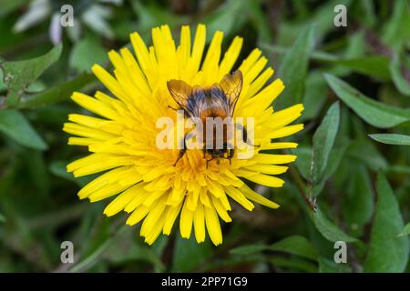 Karderbiene (Bombus pascuorum), Hummel, Nektar auf einer Blume des Löwenzahns (Taraxacum officinale), England, Vereinigtes Königreich Stockfoto