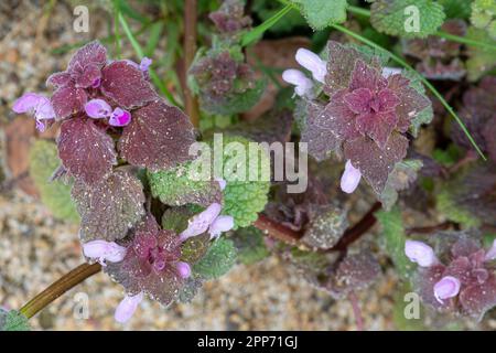 Rote Wildblume aus totem Brennnessel (Lamium purpureum), Vereinigtes Königreich Stockfoto