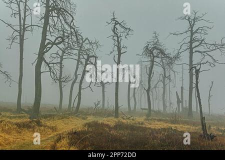 Geitzbusch-Geisterwald im Regen und Nebel, Hochgebirge-Naturschutzgebiet, Belgien Stockfoto