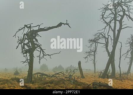 Geitzbusch-Geisterwald im Regen und Nebel, Hochgebirge-Naturschutzgebiet, Belgien Stockfoto