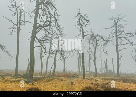 Geitzbusch-Geisterwald im Regen und Nebel, Hochgebirge-Naturschutzgebiet, Belgien Stockfoto