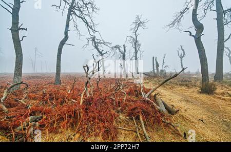 Geitzbusch-Geisterwald im Regen und Nebel, Hochgebirge-Naturschutzgebiet, Belgien Stockfoto