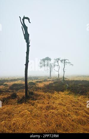 Geitzbusch-Geisterwald im Regen und Nebel, Hochgebirge-Naturschutzgebiet, Belgien Stockfoto