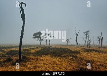 Geitzbusch-Geisterwald im Regen und Nebel, Hochgebirge-Naturschutzgebiet, Belgien Stockfoto