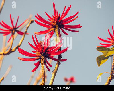 Eine Nahaufnahme der leuchtenden roten Knospen eines Korallenbaums. Erythrina speciosa. Stockfoto