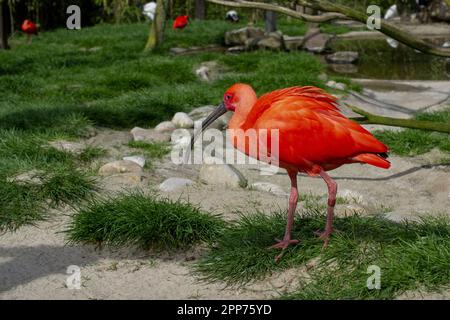 ScharlachIbis. Eudocimus ruber. Wildtiere. Hochwertiges Foto Stockfoto