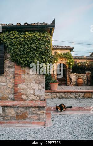 Calico-Katze, die bei Sonnenuntergang an einer Steinmauer in der Toskana sitzt Stockfoto