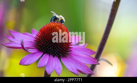 Nahaufnahme einer Hummel, die auf einem violetten Echinacea-Koneflower (Echinacea purpurea) forscht Stockfoto