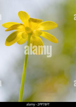 Rückansicht mit Hintergrundbeleuchtung von Lesser Celandine, Frühlingsblume, im Lebensraum. Ficaria verna. Stockfoto