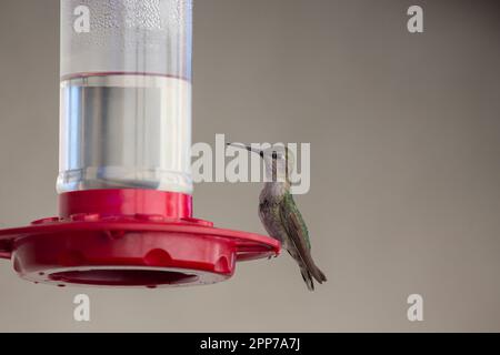 Anna's Hummingbird Calypte anna in einem südkalifornischen Garten mit hausgemachtem Nektar (4 Teile Wasser zu 1 Teil Zucker) Stockfoto