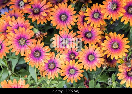 Afrikanische Gänseblümchen, Osteospermum Purple Sun, Gartenblume, Großbritannien Stockfoto