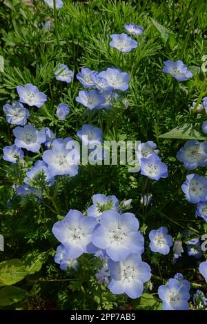 Baby Blue Eyes ( Nemophila Menziesii ) wächst in einem kalifornischen Garten Stockfoto