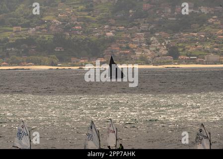 Sanxenxo, pontevedra, Spanien. april 22., 2023. Die Boote und Besatzung der Segelboote, die an der ersten spanischen Cup-Regatta teilgenommen haben. Mit Ausnahme der Bribon, das Boot, das von König Juan Carlos I. gefangen gehalten wird Kredit: xan gasalla / alamy Live News. Stockfoto