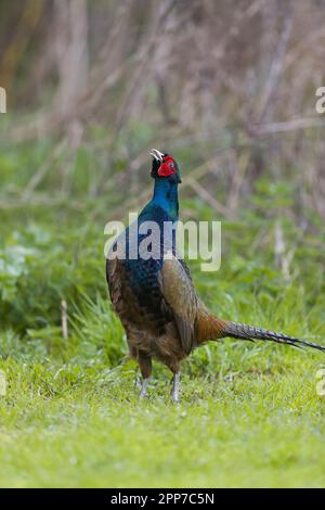 Gewöhnlicher Fasan Phasianus colchicus, männlicher Erwachsener, Suffolk, England, April Stockfoto