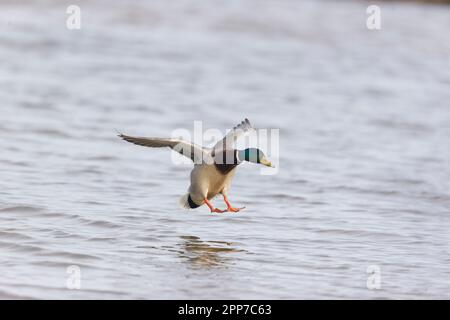 Mallard Anas platyrhynchos, männlicher Erwachsener, der auf dem Wasser landet, Suffolk, England, April Stockfoto