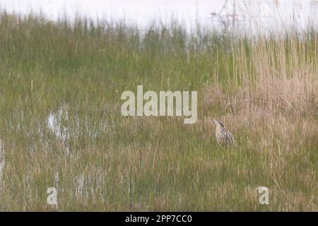 Great Bitter Botaurus stellaris, Erwachsener unter Schilf, RSPB Minsmere Nature Reserve, Suffolk, England, April Stockfoto