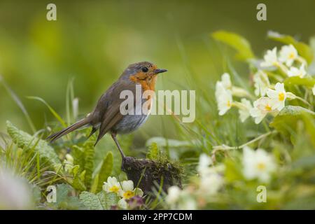 Europäisches Rotkehlchen Erithacus rubecula, Erwachsener hoch oben auf dem Stumpf zwischen Primrose Primula vulgaris, Blumen, Suffolk, England, April Stockfoto