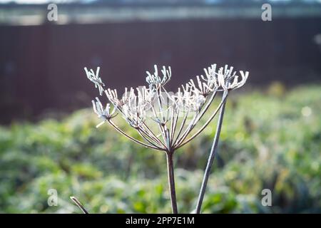 An einem sonnigen Wintermorgen ist KuhPetersilie mit Reif bedeckt Stockfoto