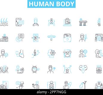 Lineare Symbole für den menschlichen Körper festgelegt. Anatomie, Physiologie, Organe, Muskeln, Nerven, BS, Hautlinienvektor und Konzeptzeichen. Blut, Zellen, DNA-Umriss Stock Vektor