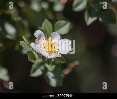 Im Frühling blühender weißer Wildrosenbusch, weiße Blütenblätter mit gelben Mittelpunkten. Stockfoto