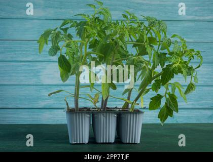Setzlinge aus Tomaten mit Ochsenherz (Solanum lycopersicum), die zur Aussaat bereit sind. Dunkelgrüner Holztisch mit hellblauem Hintergrund Stockfoto