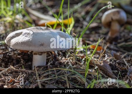 Zwei Pilze (Agaricus campestris) im Gras. Stockfoto