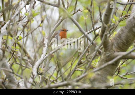 Der kleine Robin stand auf einem Ast Stockfoto