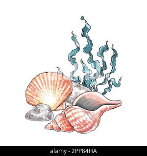 Schalen. Handgezeichnete Aquarelle mit alten pinken Muscheln auf einem Algenhintergrund. Für die Gestaltung von Kinderpartys, Babyparty in einer marij Stockfoto