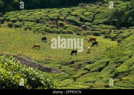 Rinder grasen auf dem Feld, umgeben von Teegarten in kerala Stockfoto